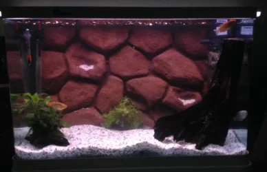 fishtank.webp