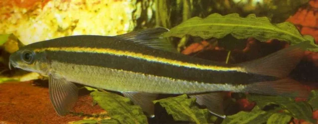 Epalzeorhynchos kalopterus1.webp