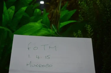 fotm6.webp