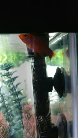 2015-04-04 14.06.10.webp