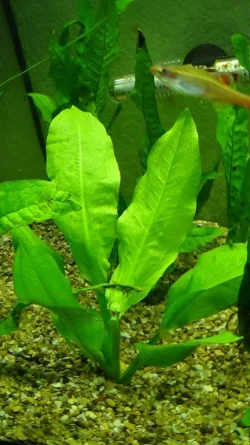 Plant 1.webp