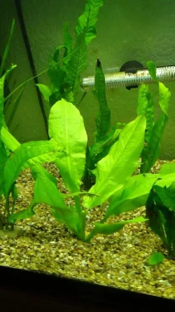 Plant 1a.webp