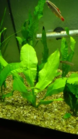 Plant 1b.webp
