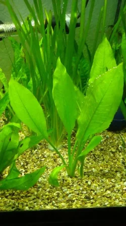 Plant 2.webp
