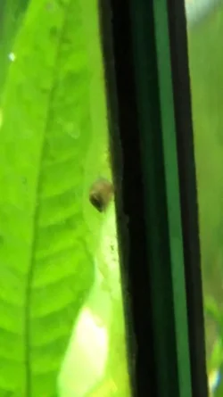 Snail 1.webp