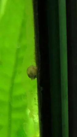 Snail 2.webp
