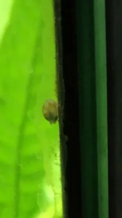 Snail 3.webp