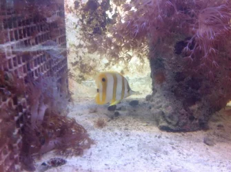 image.webp