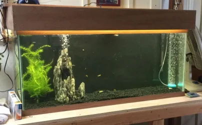 55 gallon tank set up.webp