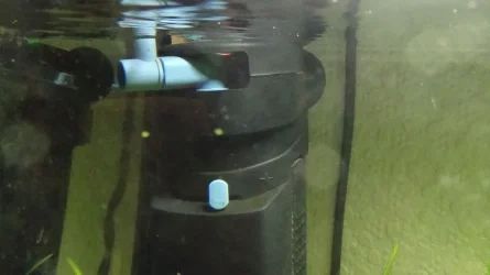 Algae1.webp