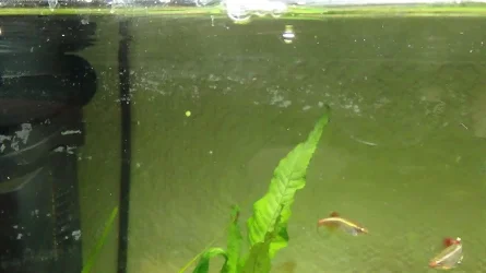 Algae2.webp