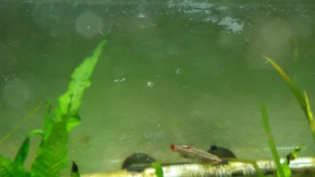 Algae3.webp