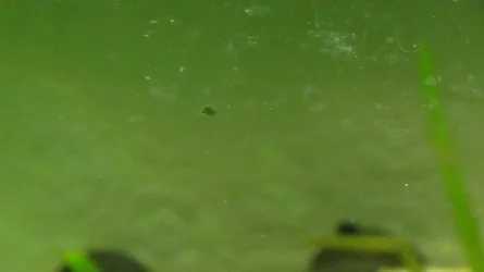 Algae4.webp