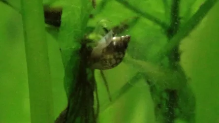 Snail1.webp