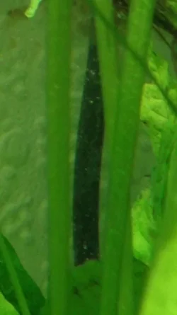 Algae5.webp