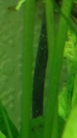 Algae6.webp