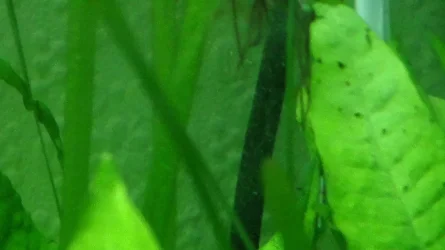 Algae7.webp