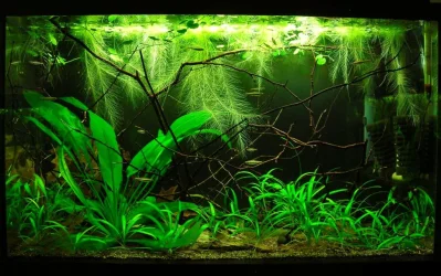 29g March 10-15.webp