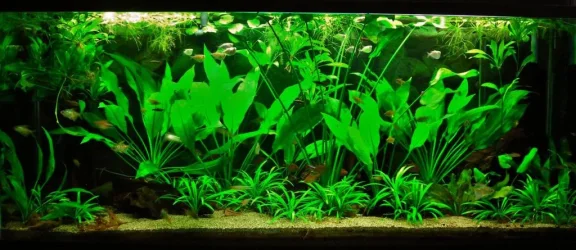 115g Feb 24-15.webp