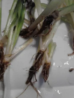 corkscrew val roots after clean&amp;trim.webp