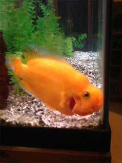 Fish.webp