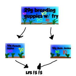 Guppy Setup.webp