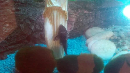 plec_1.webp