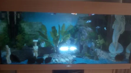 aquarium_1.webp