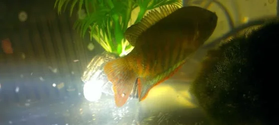 gourami white spot.webp