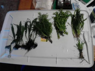 new plant order.webp