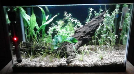 finishedminusfrogbit.webp