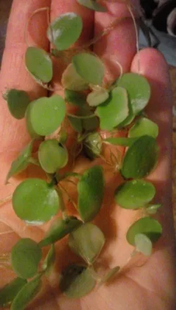 frogbit.webp