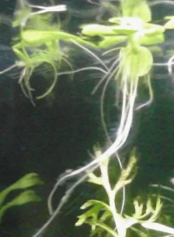 frogbit1.webp