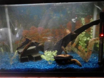 setuptoaddplants20gal.webp