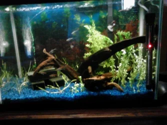 almostfinished20gal.webp