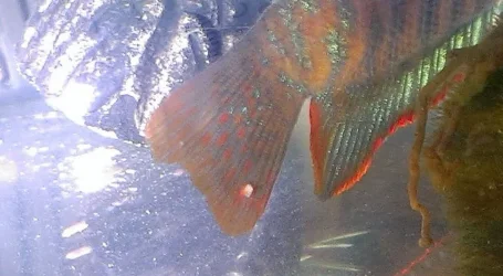 fish again.webp