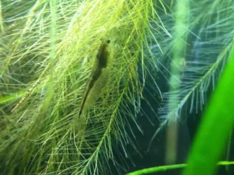 Amano shrimp - black saddle.webp