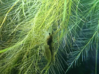 Amano shrimp : black saddle.webp