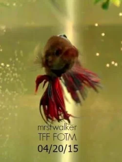 mrstwalketMay2015Fotm.webp mrstwalketMay2015Fotm.webp