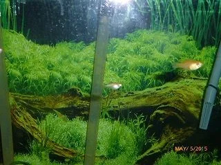 fishies.webp