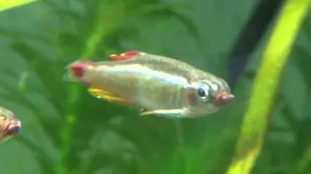 Minnow White Spot0.webp