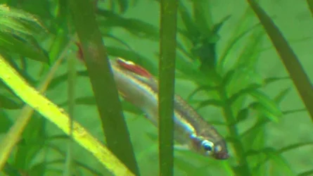 Minnow White Spot20.webp