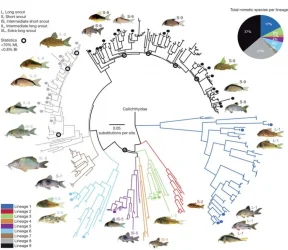 Phylogenetic relationships of Corydoradinae.webp