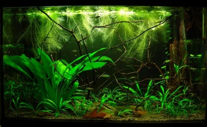 29g May 11-15.webp
