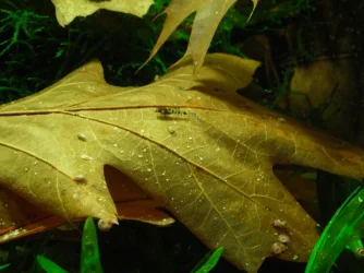 Corydoras pygmaeus fry 2 weeks.webp