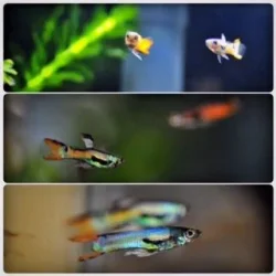 image2.webp