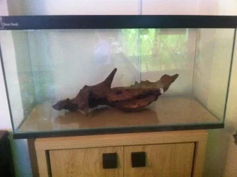 Bogwood option 2.webp Bogwood option 2.webp