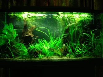 33g June 29-11.webp