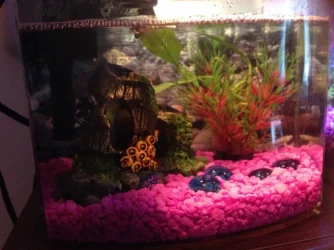 Frog Tank.webp