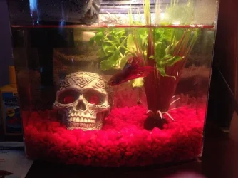 Beta Beta Tank.webp